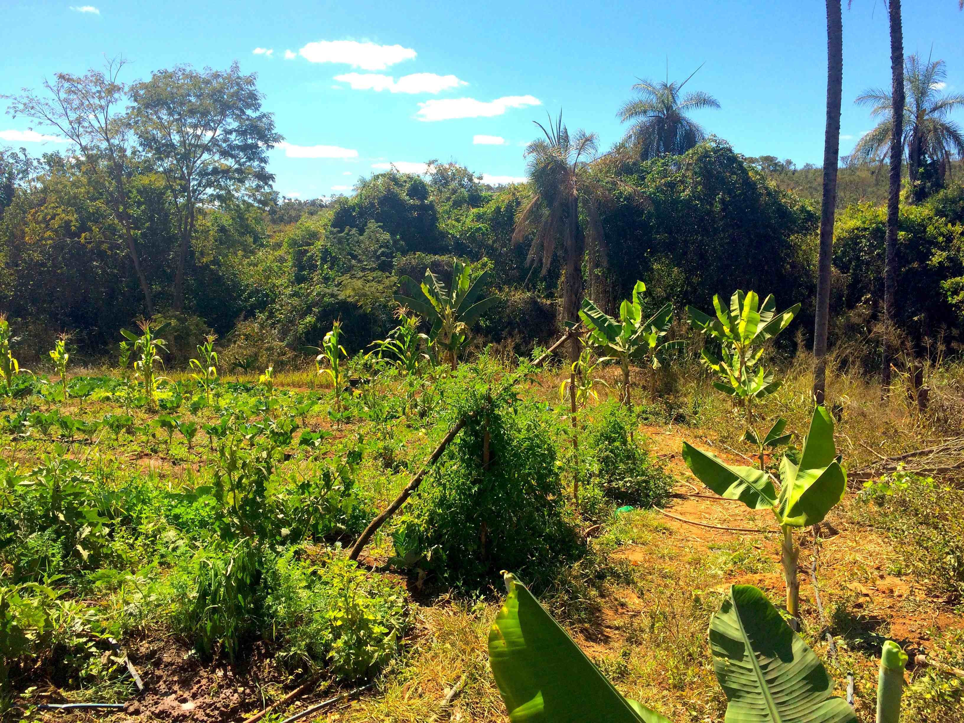 agroloresta comecando.jpg