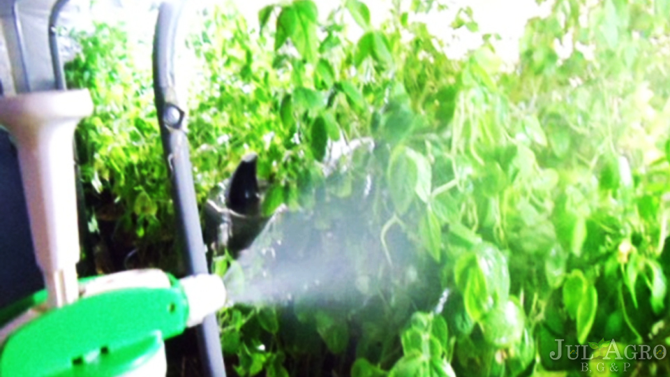 Casa de Vegetacao 03.jpg