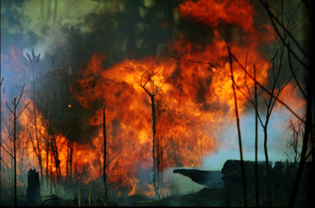 A Natureza de Krajcberg6.jpg