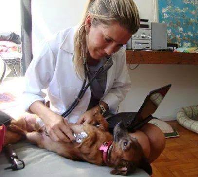 Veterinária atende cães e gatos em domicílio em vários bairros de Curitiba. Consultas agendadas sem emergência.