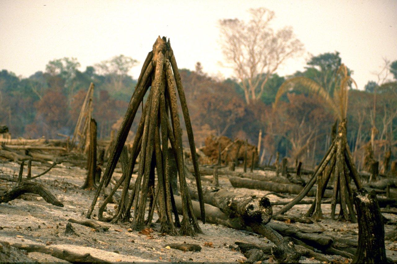 A Natureza de Krajcberg27.jpg