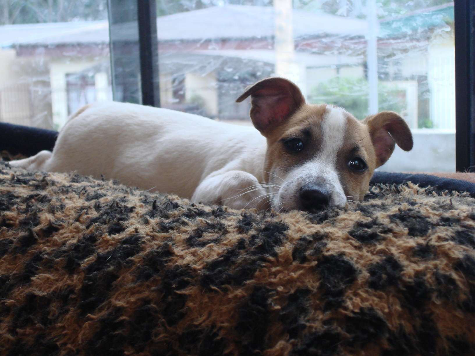 Aussie 10 - DSC04309.JPG