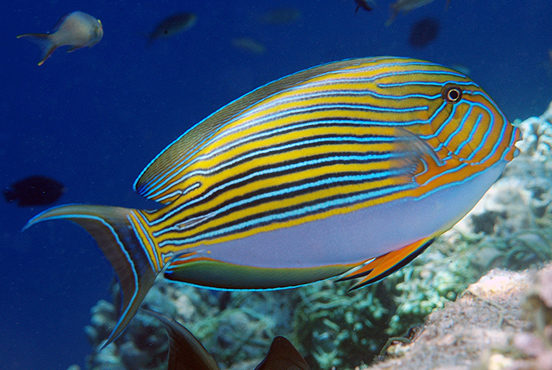 acanthurus lineatus.jpg