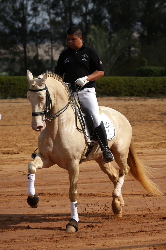 adestramento cavalo lusitano isabel