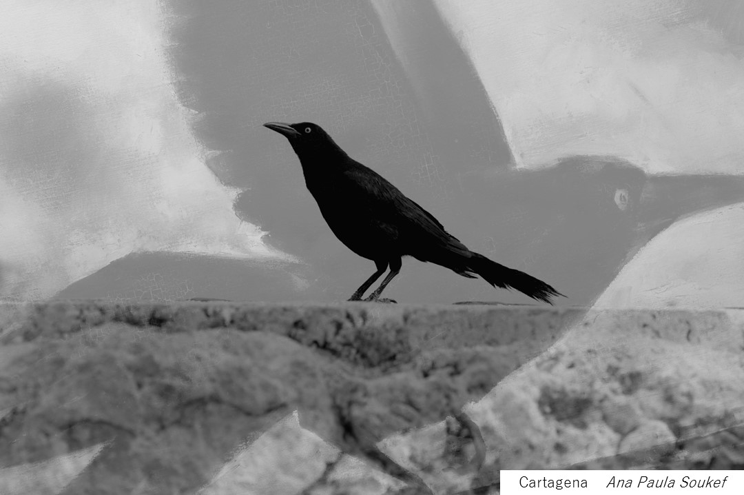 ANA PAULA SOUKEFpassaro.jpg