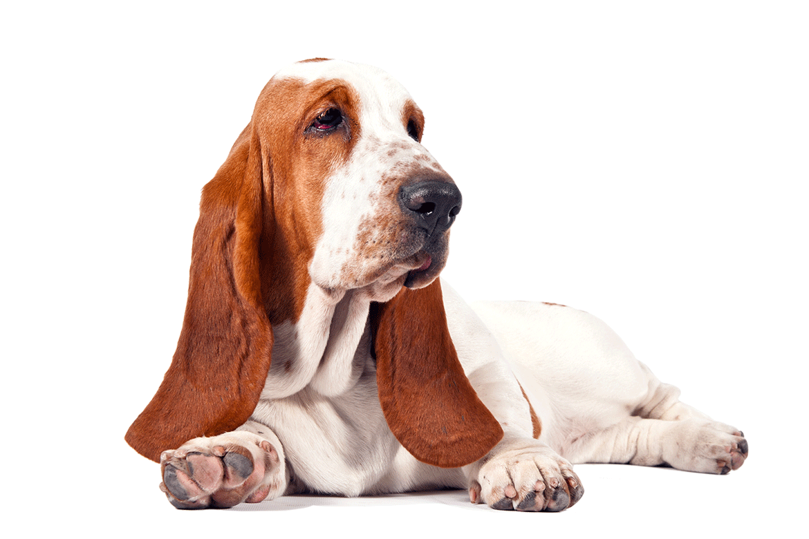 Basset-Hound-Free-Download-PNG.png
