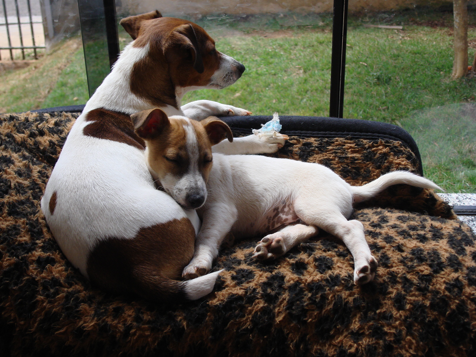 Aussie - DSC04433.JPG