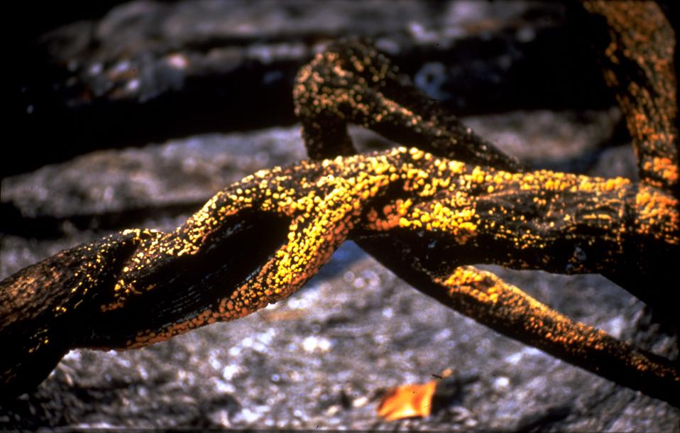 A Natureza de Krajcberg18.JPG