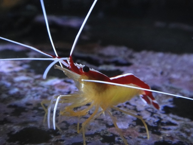 Camarao Cleaner ok.jpg