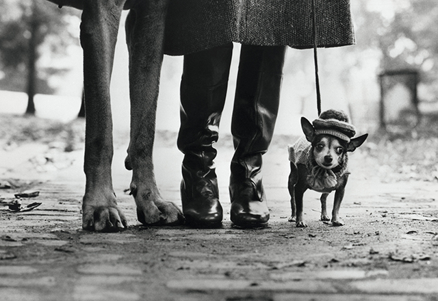 vida_de_cao_-elliott-erwitt_magnum-photos_ccf.jpg