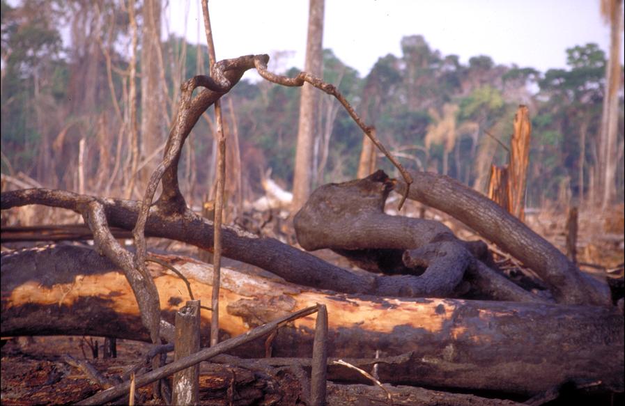 A Natureza de Krajcberg26.JPG