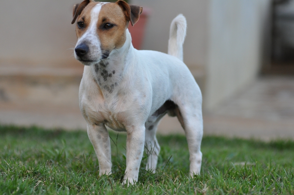 Aussie 1 - DSC_0547 (423 KB).jpg