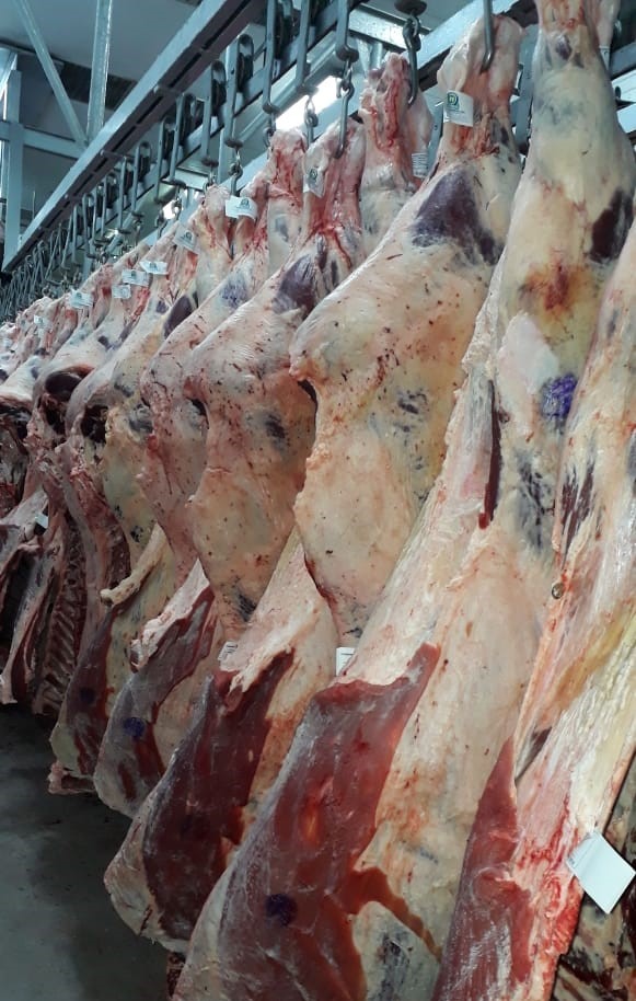 Navefrigo carnes; boi; boi inteiro; navefrigo