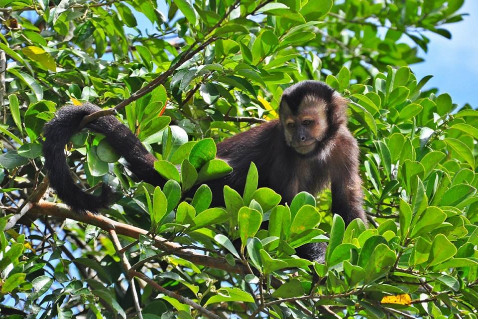Eu moro no Perque Estadual da Restinga de Bertioga-Foto_CursoMonitores.jpg