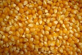 MILHO GRÃO.jpeg