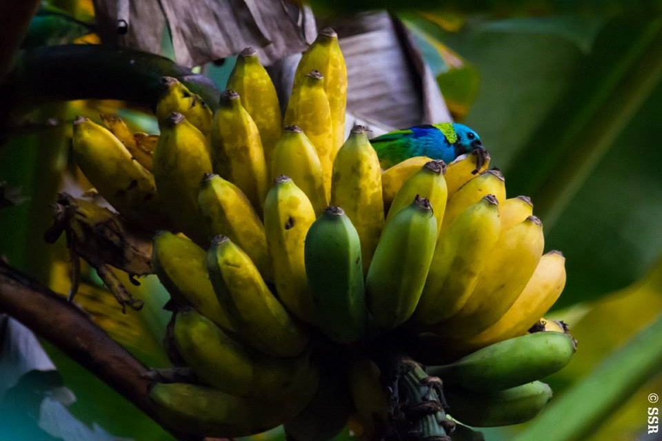Eu moro em Bertioga - Foto_Sassá.jpg
