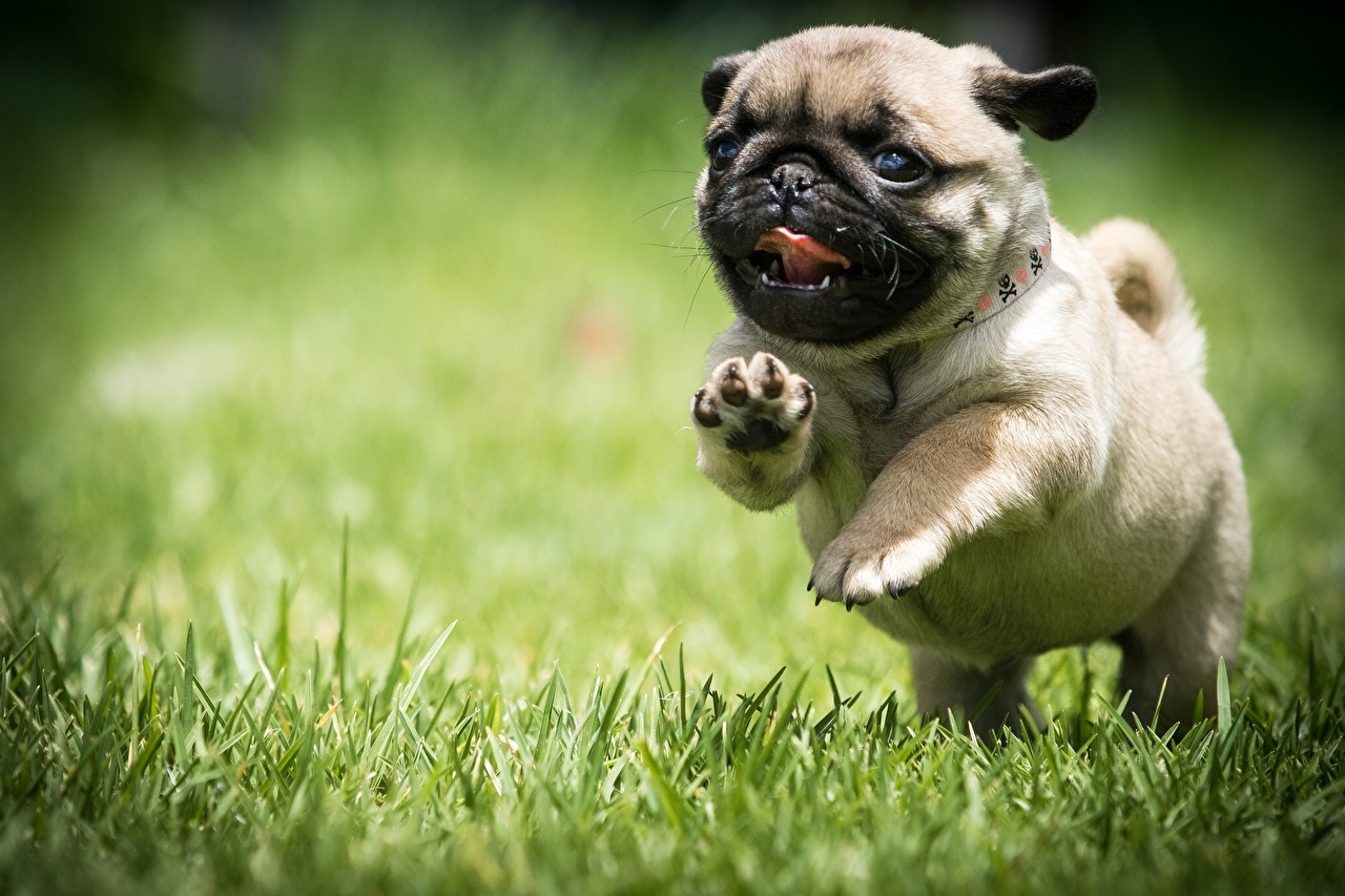 Dogs_Pug_Puppy_Run_Grass_459310.jpg