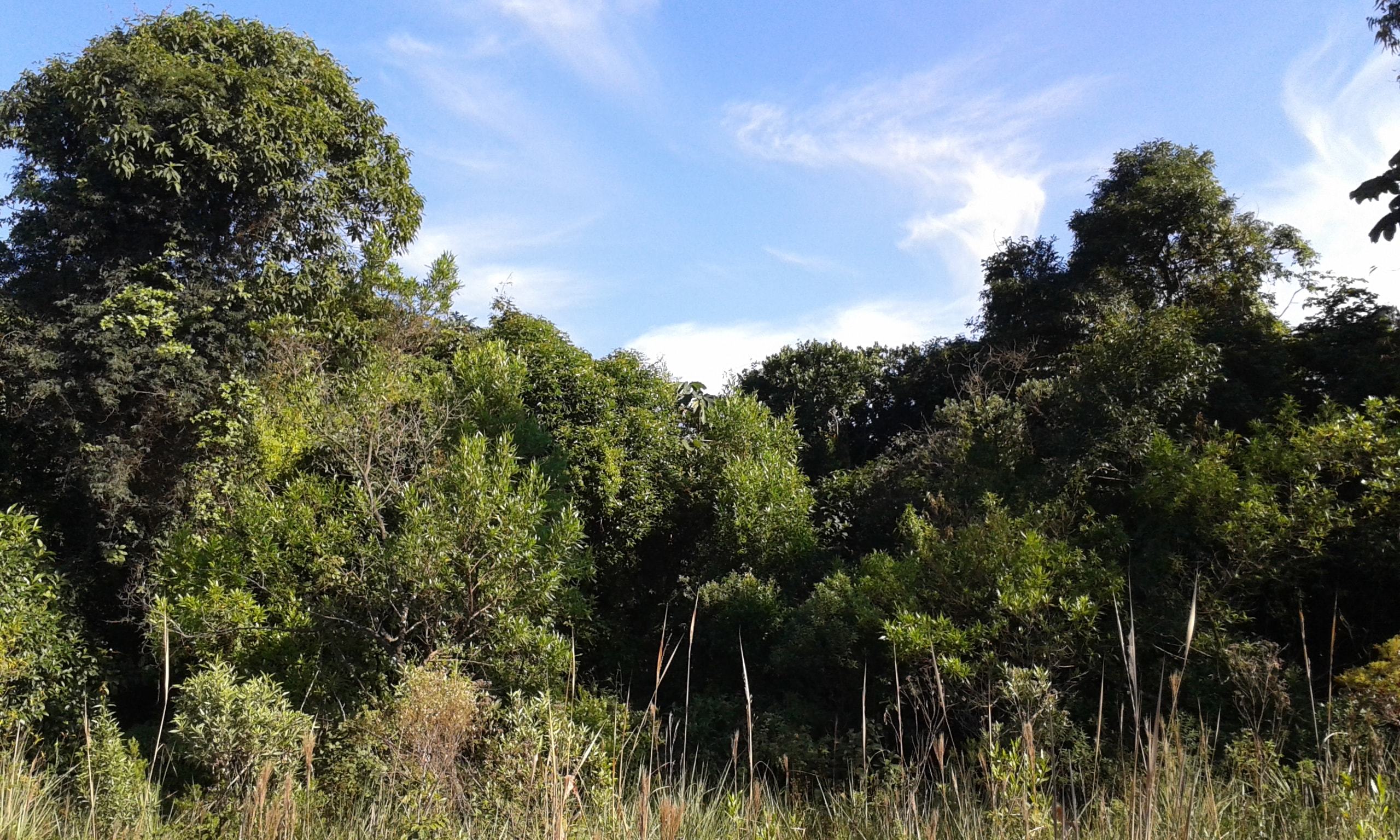 Caracterização da Vegetação - Biocon Ambiental
