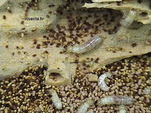 cupim solamiente.jpg