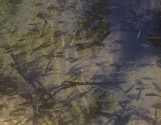 Cópia de FullSizeRender(4).jpg