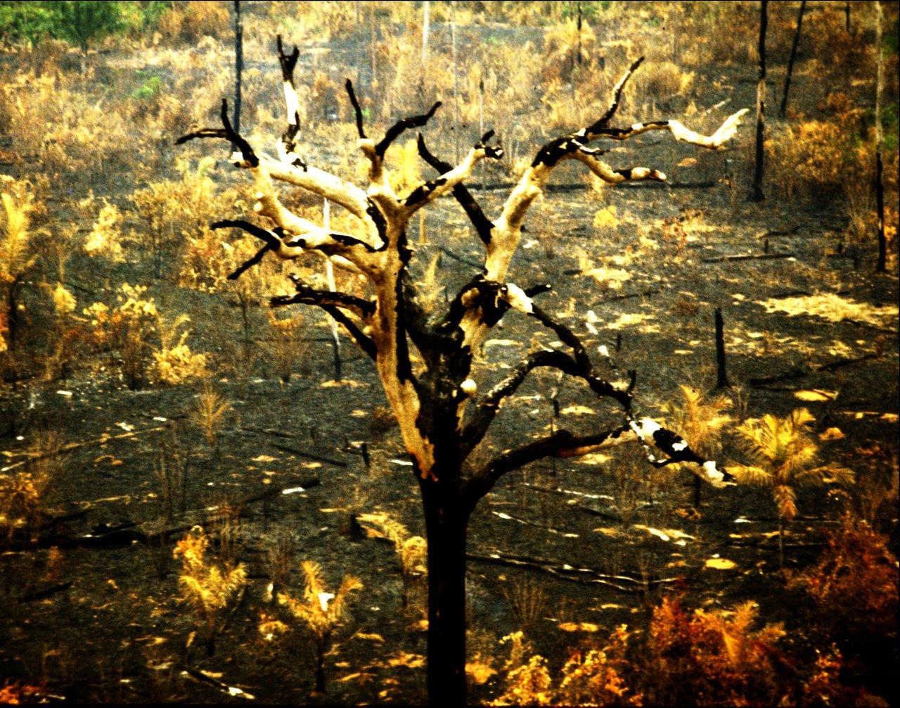 A Natureza de Krajcberg15.jpg