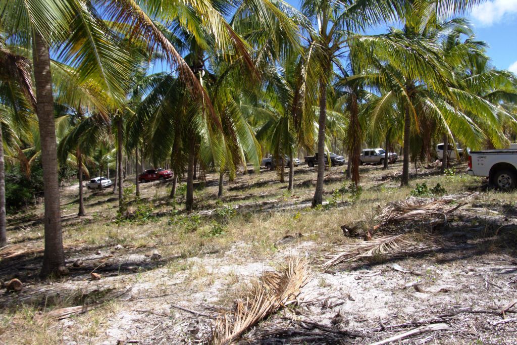 FILA INDIANA NOS COQUEIROS.jpg