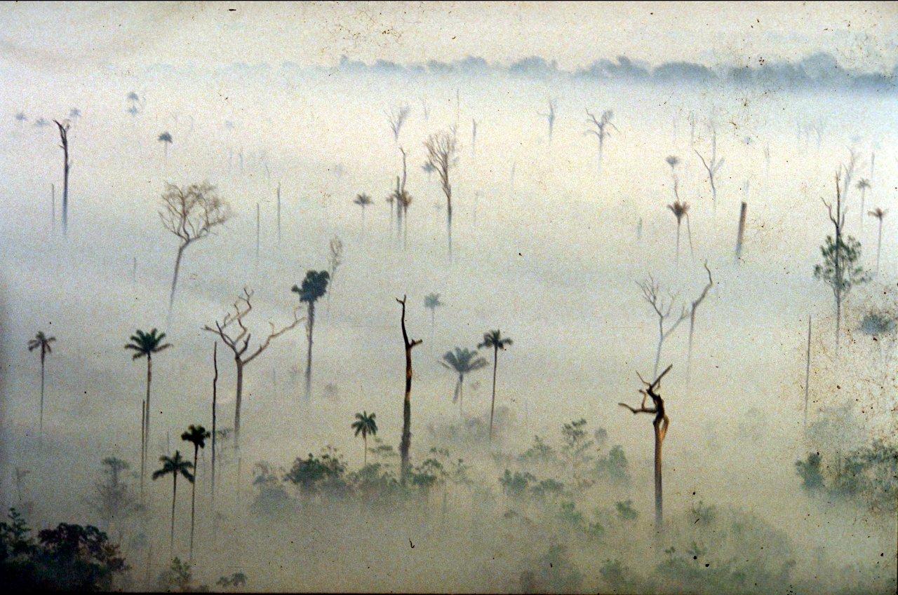 A Natureza de Krajcberg16.jpg