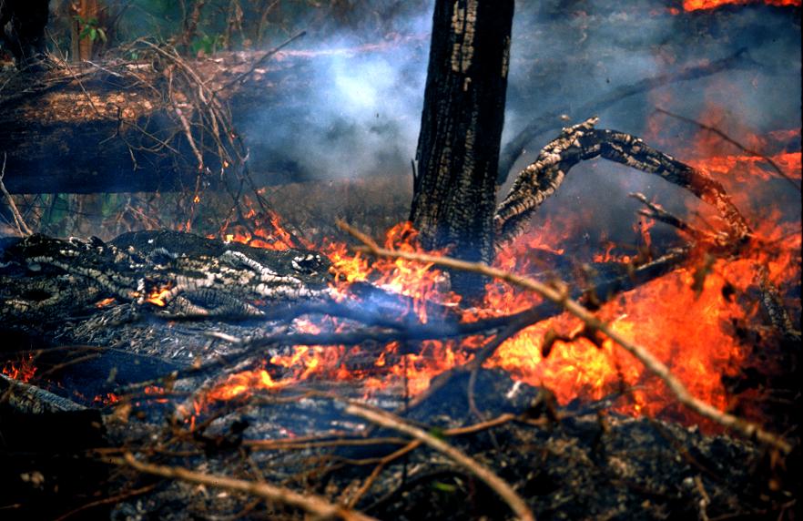 A Natureza de Krajcberg11.JPG