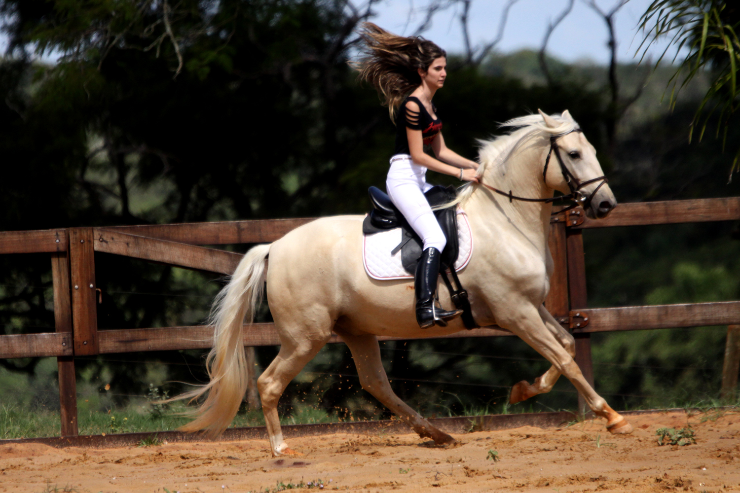 cavalo lusitano palomino para venda