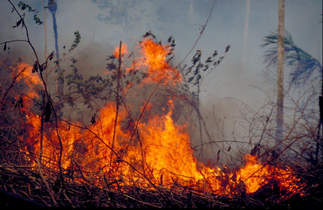 A Natureza de Krajcberg9.jpg