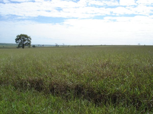 Fazendão 1.200 alqueires 018.jpg