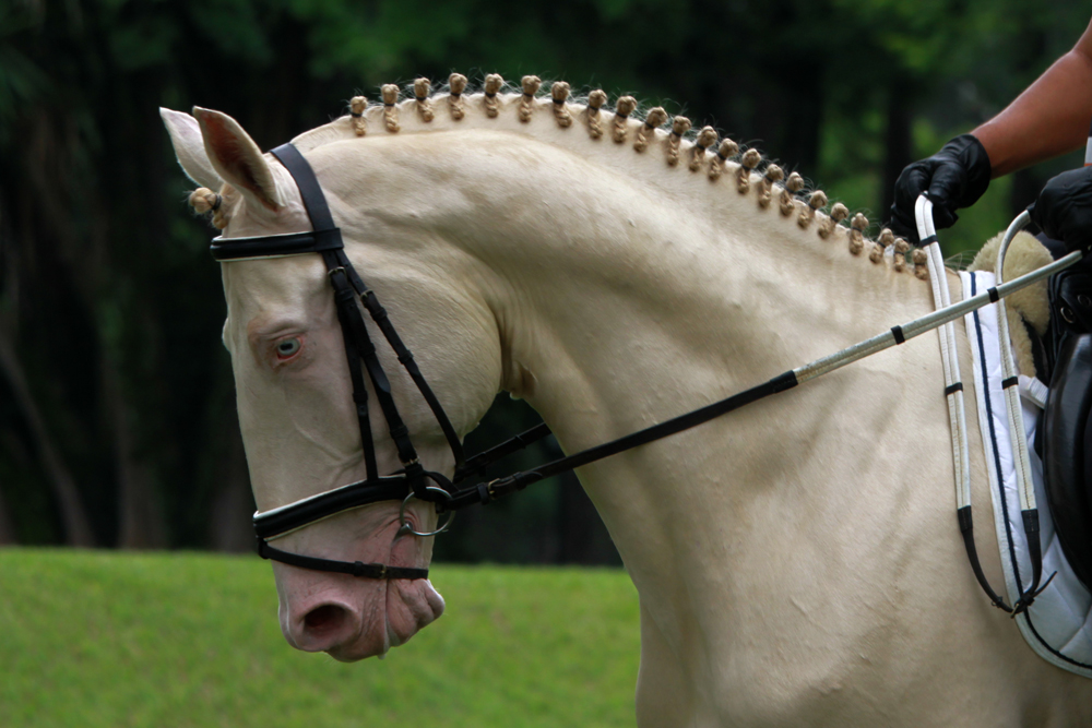 cavalo de olhos azuis
