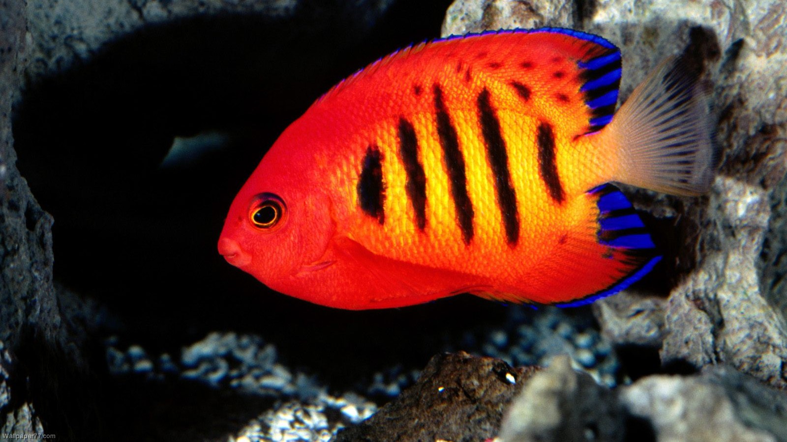 Cópia de Flame-Angelfish-fish-wallpapers-ocean-sea-underwater-water-1600x900.jpg