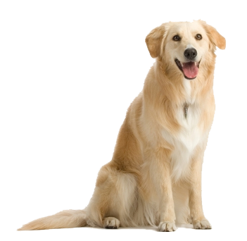 Dog-PNG-7.png