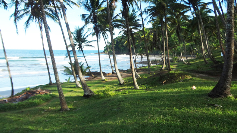 LEAO DE OURO_DSC02547.jpg