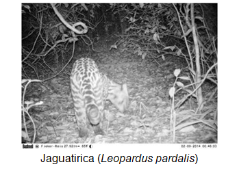 JAGUATIRICA.png