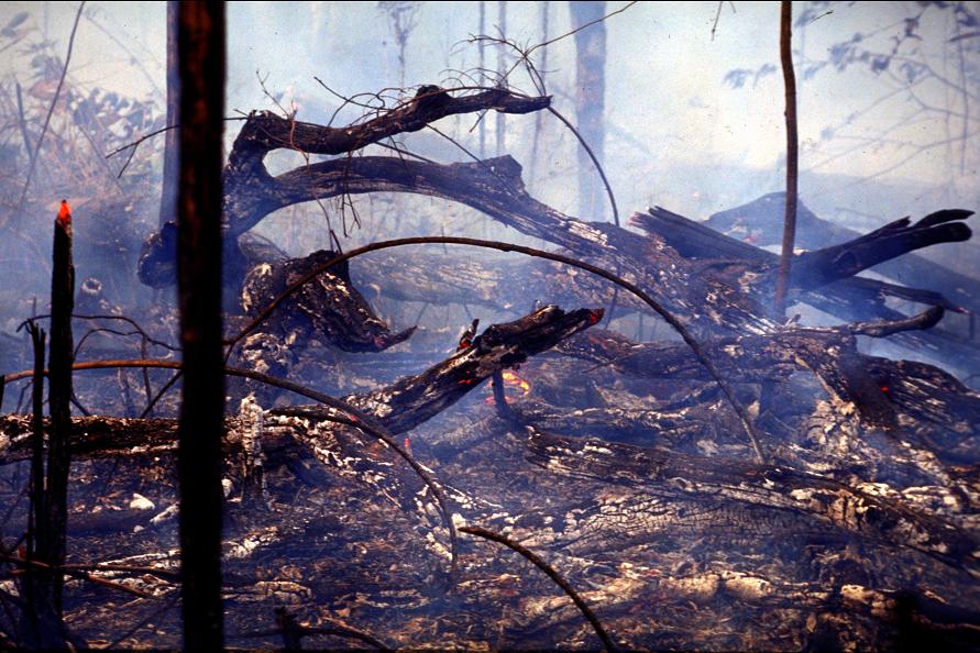 A Natureza de Krajcberg22.JPG