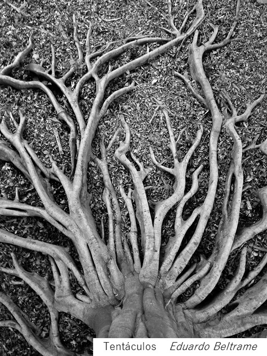 EDUARDO BELTRAME.jpg