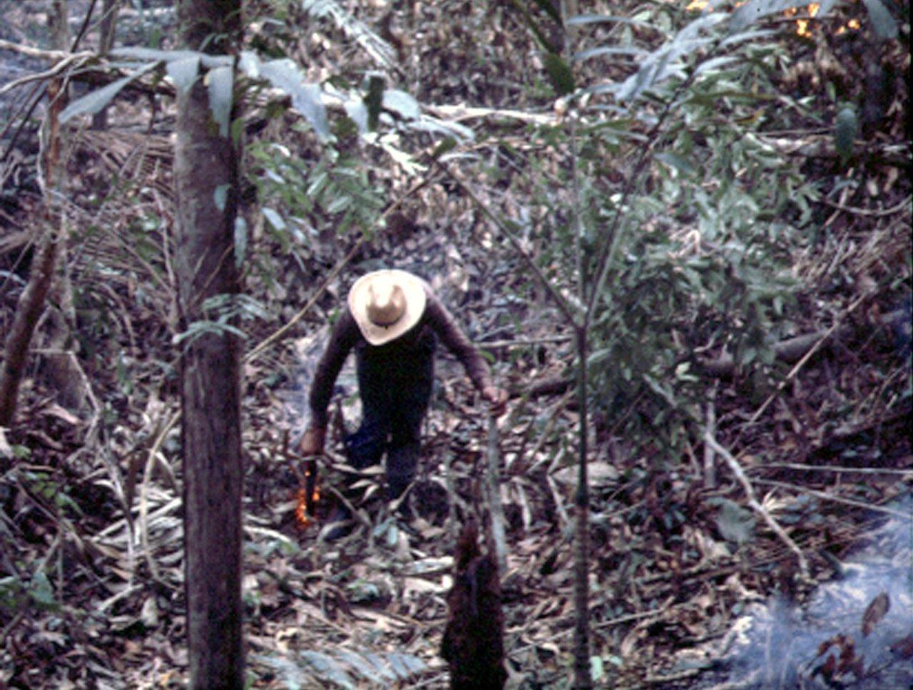 A Natureza de Krajcberg3.jpg