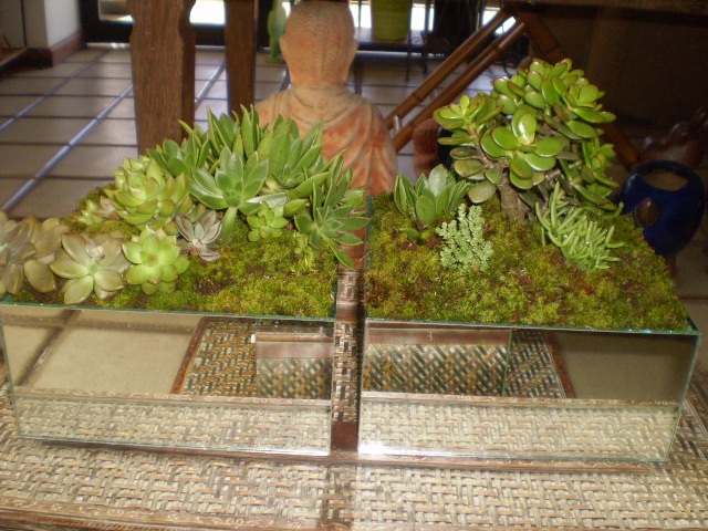 Produ__o_com_Suculentas.JPG