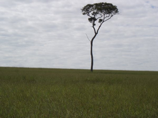 Fazendão 1.200 alqueires 017.jpg