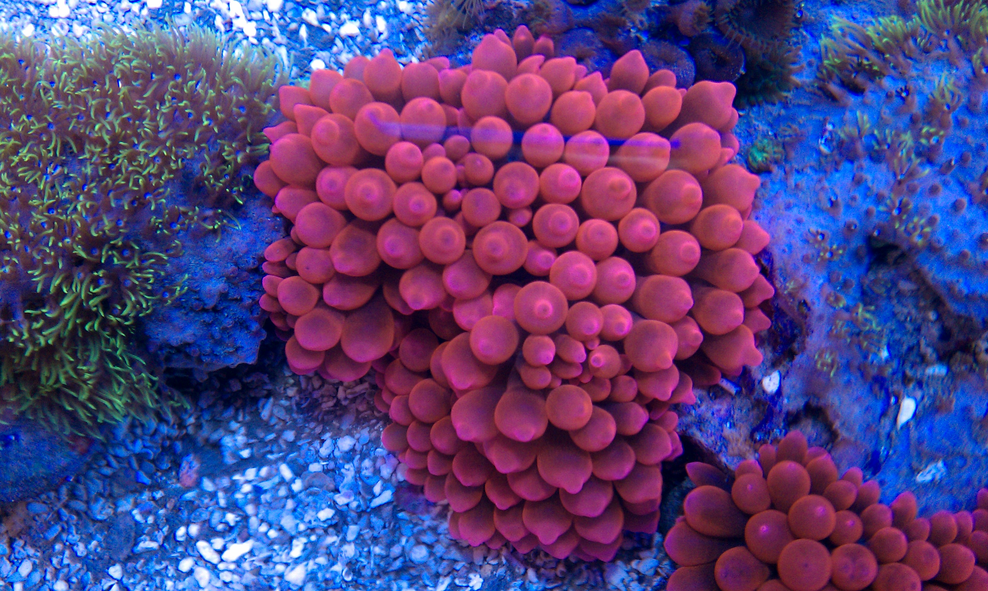 Buble rose matriz e cria.jpg