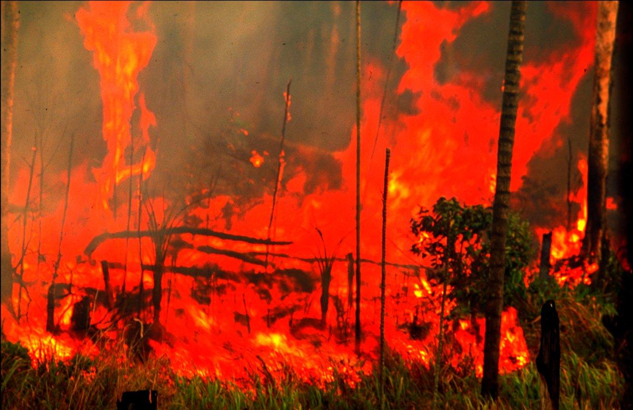 A Natureza de Krajcberg5.jpg