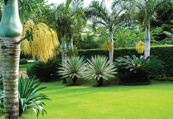 Plantas_recomendadas_para_jardins_residenciais.jpg