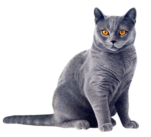 Cat-PNG-14.png