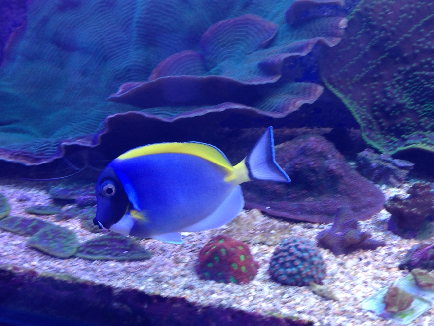 Acanthurus leucosternon-POWDER BLUE.jpg